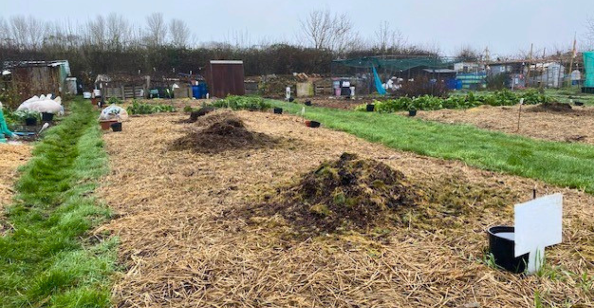 No dig allotment plot